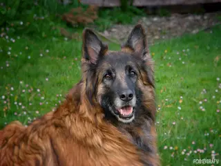 Acia im Garten