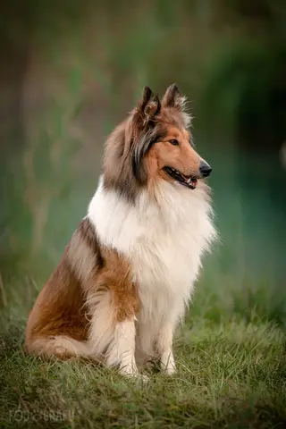 Collies - besondere Hunde, leider auch bei Unverträglichkeiten von Sedierungen