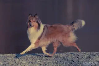 Bist du Hundehalter/in oder hält sich dein Hund einen Menschen?
