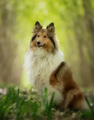 Collies - besondere Hunde, leider auch bei Unverträglichkeiten von Sedierungen