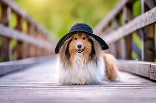 Praxistipps - Urlaubsfahrt mit dem Hund - Hitzeschutz Beschattung Belüftung