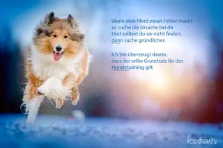 Tipps für den entspannten Alltag mit Hund