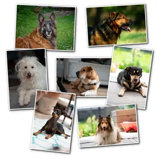 Unverträglicher Hund - problematische Hundebegegnungen?
