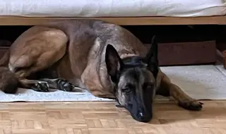 Ruhe und die Abgabe von Verantwortung ist ein schwieriger Lerninhalt, besonders für wachsame Hunde.