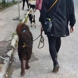 Hundebegegnungen - das Dauerthema