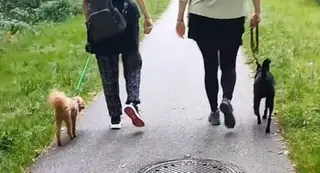 Hundebegegnungen - das Dauerthema