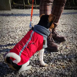 Mantel / Regenschutz für den Hund?