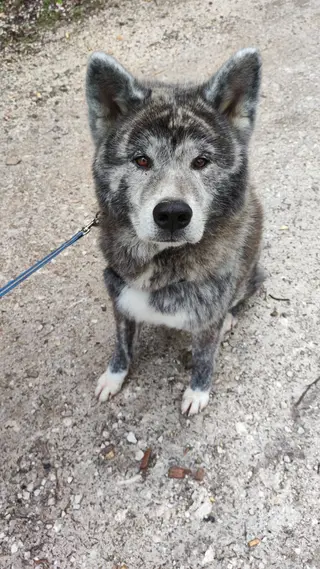 Die Individualdistanz bei Hunden - eine Grenze, die je nach Rasse und Training unterschiedlich sein kann.