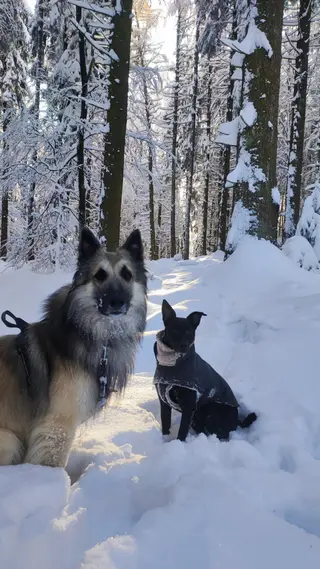Hundekleidung - nur modischer Unfug oder sinnvoll?