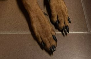 Lange Krallen beim Hund - ein oft übersehenes Gesundheitsrisiko
