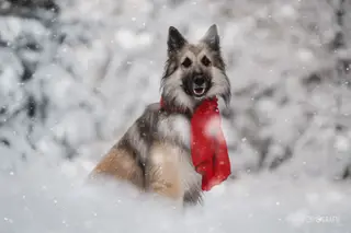 Winterwonderland - Cid