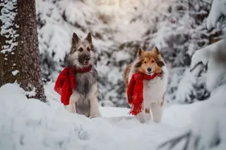 Winterwonderland - Ella und Cid