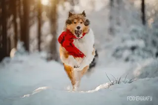 Winterwonderland - Ella