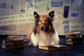Bücher, Seminare, DVD´s