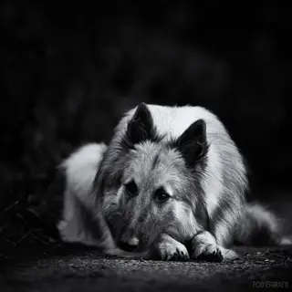 Der Hund kann alles - nur Frust kann er nicht
