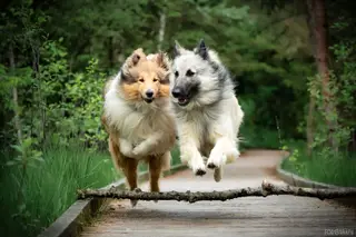Training im Alltag mit Hund