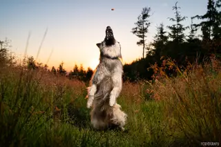 Das Märchen vom rein positiven Training und dem Unwort “Zwang”