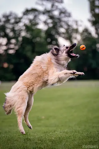 Balljunkie? Die Welt deines Hundes ist klein, bunt und rund? - Oder ist es einfach nur Spiel?