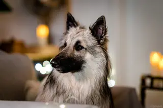 Hund allein zu Hause - geht das ruhig oder "eskaliert" der Hund?