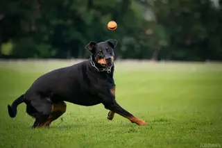 Balljunkie? Die Welt deines Hundes ist klein, bunt und rund? - Oder ist es einfach nur Spiel?