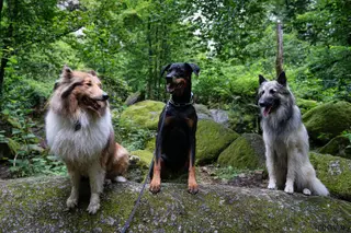 Unverträglicher Hund - problematische Hundebegegnungen?