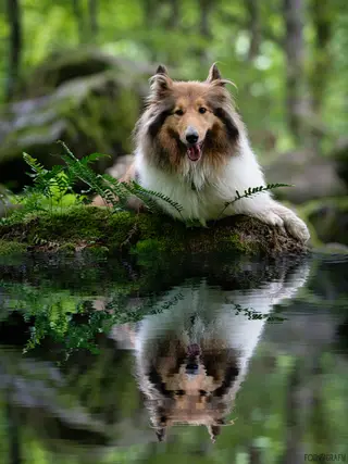 Wasservergiftung, Wasserrute, Überhitzung - typische Sommerprobleme beim Hund