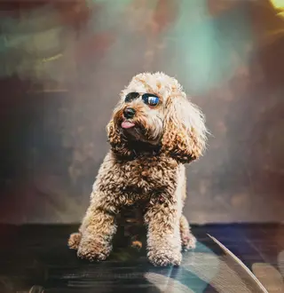 Körpersprache ist für deinen Hund extrem wichtig - Sonnenbrillen filtern eine wichtige Information