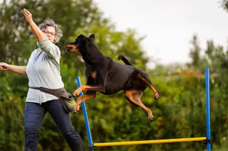 Agility mit Hund