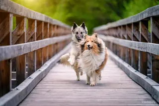 Welches Futter  bekommen meine beiden Hunde?